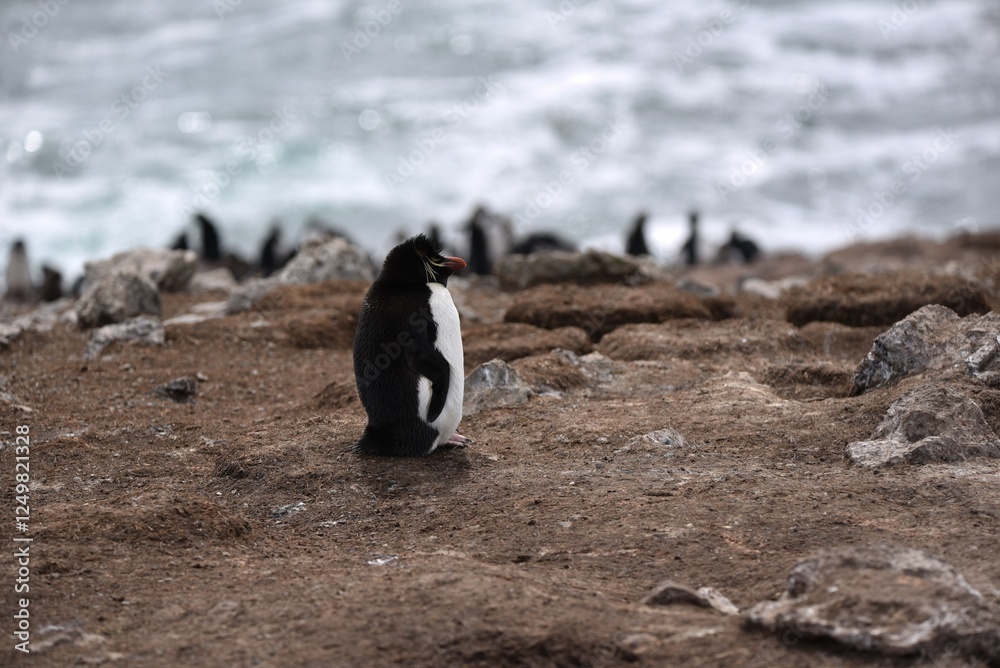 Obraz premium Rockhopper penguins on the beach Eudyptes chrysocome