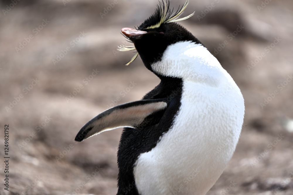 Fototapeta premium Happy little rockhopper penguin Eudyptes chrysocome