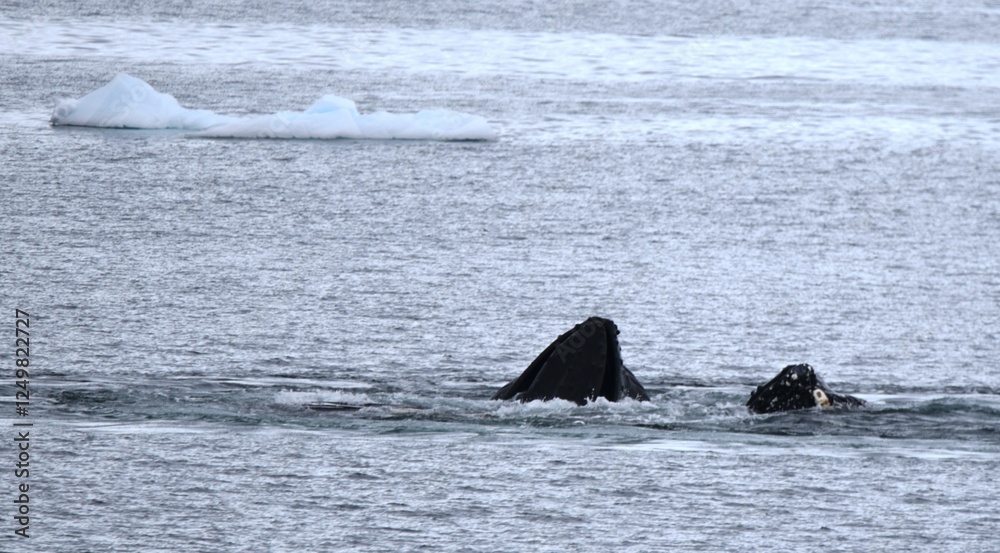 Obraz premium Humpback whales with noses out of water