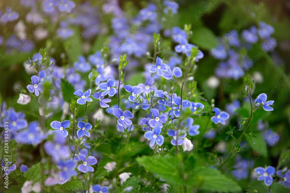 Blue forget-me-not flower in sunny spring garden Blue forget-me-not flower in sunny spring garden