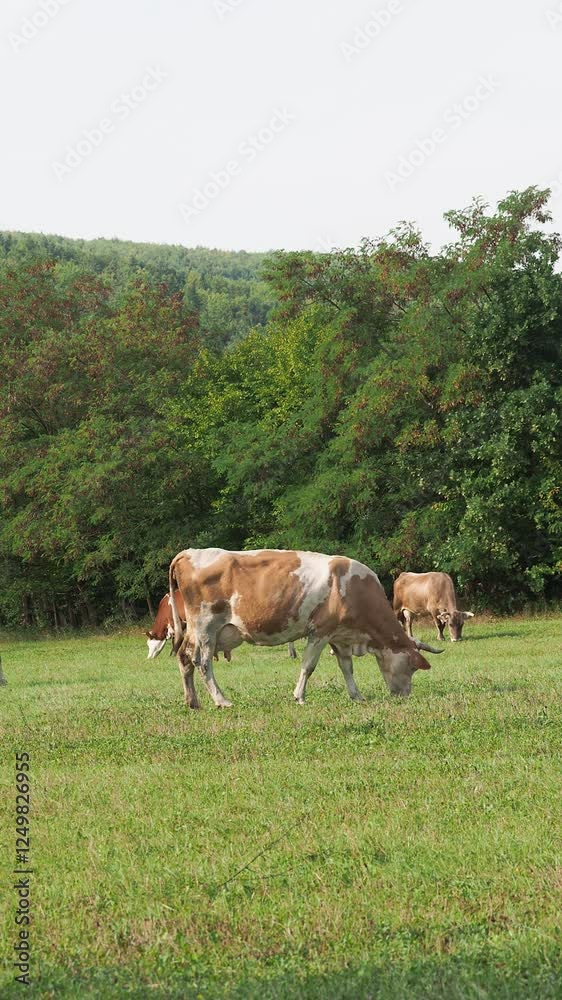 Cows grazing on a green grass meadow in summer with bell sound, vertical Cows grazing on a green grass meadow in summer with bell sound, vertical