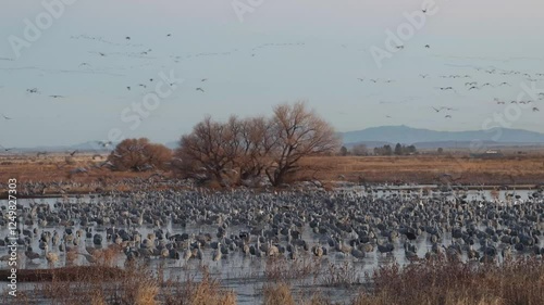 A large number of sandhill cranes wading in a shallow pond while many more are flying away in formation