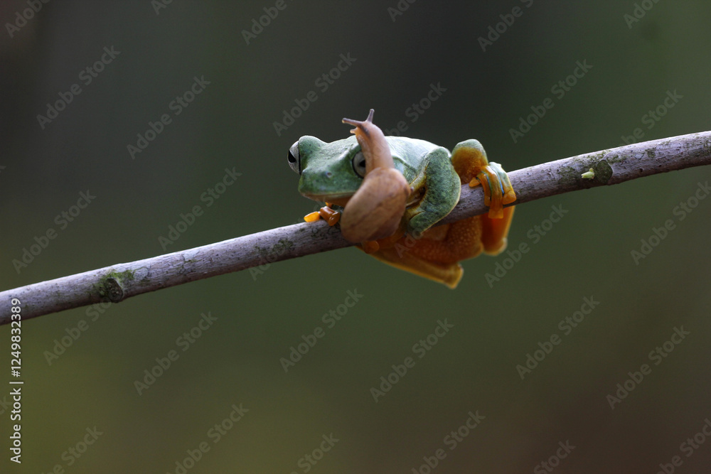 frog, flying frog, snail, story of friendship between a frog and a snail frog, flying frog, snail, story of friendship between a frog and a snail