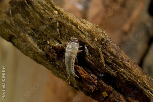 The silverfish (Lepisma saccharinum) is a species of small, primitive, wingless insect in the order Zygentoma (formerly Thysanura)., Sardinia, Italy. photo