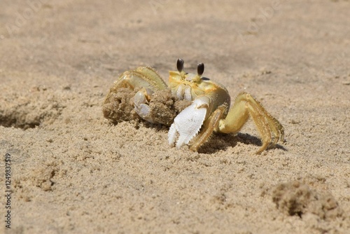 ghost crab carrying sand out of hole North Carolina photo