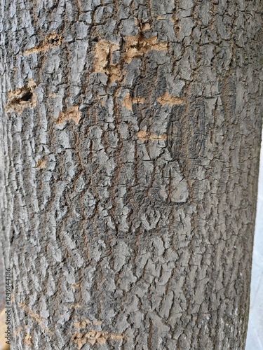 tree bark texture