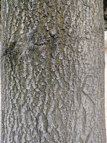 tree bark texture