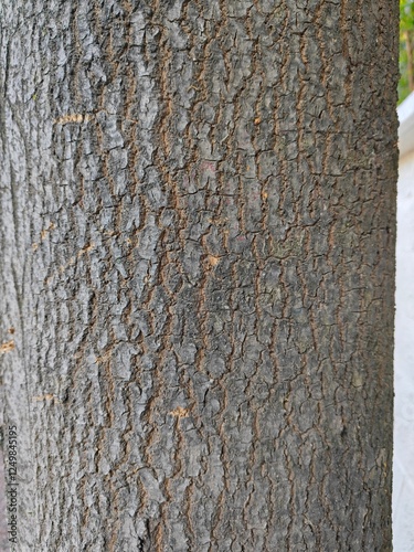 bark of a tree