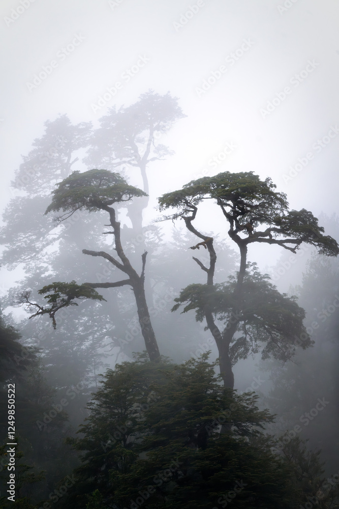 Rain Forest in Southern Chile