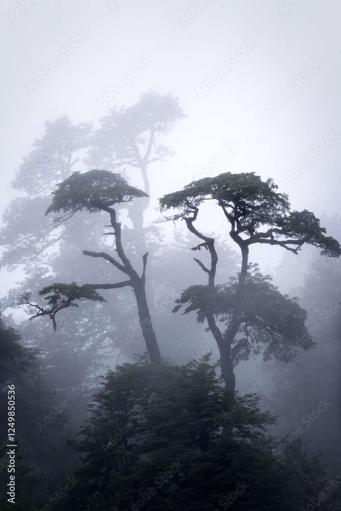 Rain Forest in Southern Chile