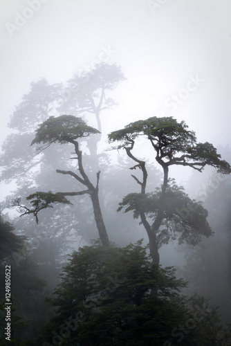 Obraz na płótnie Rain Forest in Southern Chile w salonie