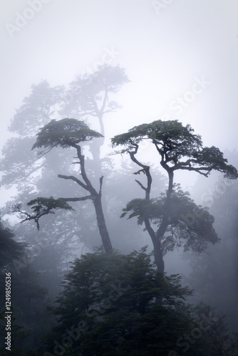 Obraz na płótnie Rain Forest in Southern Chile w salonie