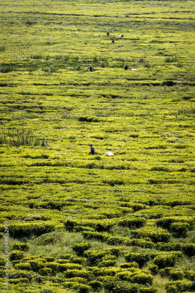 Tea Plantation during Sunrise in Uganda