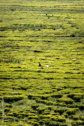 Obraz na płótnie Tea Plantation during Sunrise in Uganda w salonie