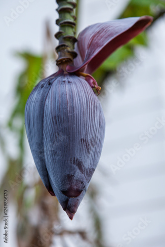 Blütenstand einer Bananenstaude photo