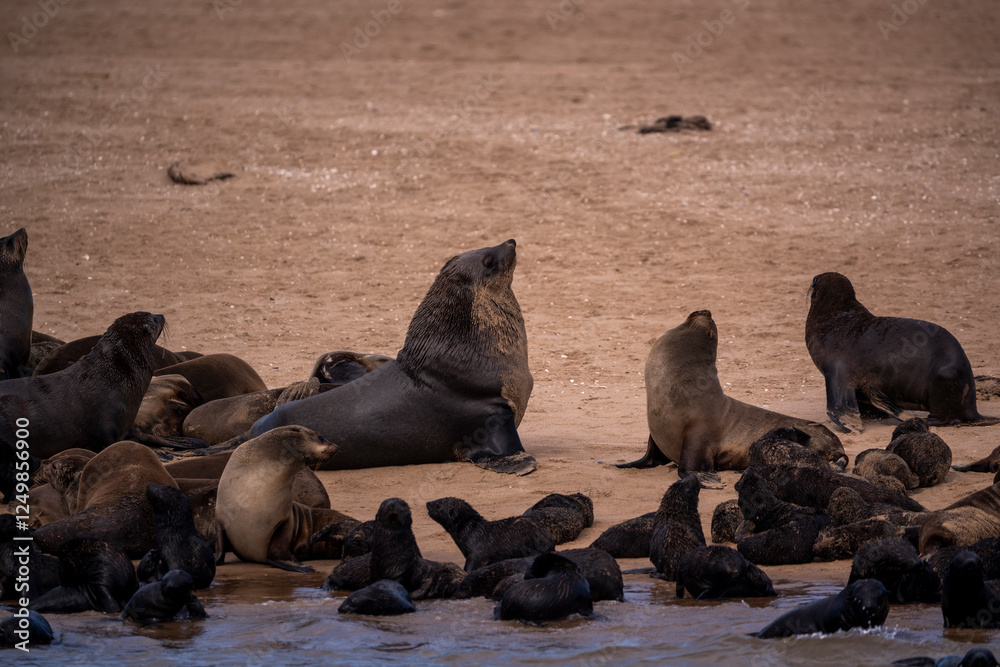 Fototapeta premium Seals forming a close-knit community along Namibia’s desert coast