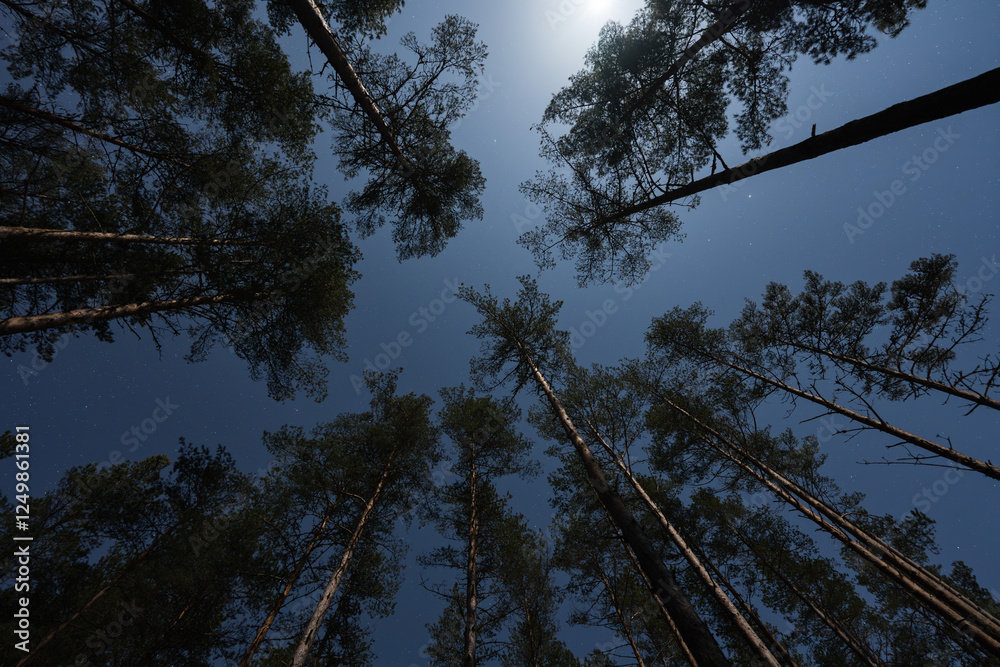 Estonia's Enchanting Forest: Bathed in the Silver Glow of the Moon. Estonia's Enchanting Forest: Bathed in the Silver Glow of the Moon.