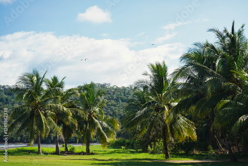 palm trees on the beach