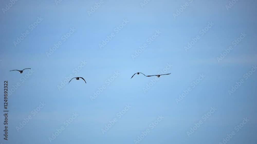 Flocks of wild geese and ducks migrate back from warmer regions, flying in formation over partially frozen terrain. Slow-motion capture highlights their flight. Flocks of wild geese and ducks migrate back from warmer regions, flying in formation over partially frozen terrain. Slow-motion capture highlights their flight.