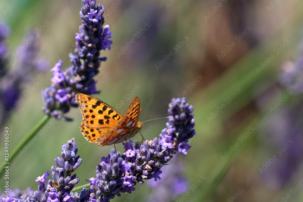 butterfly butterfly