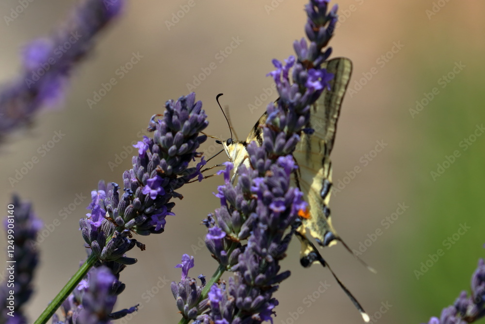 Obraz premium french butterfly