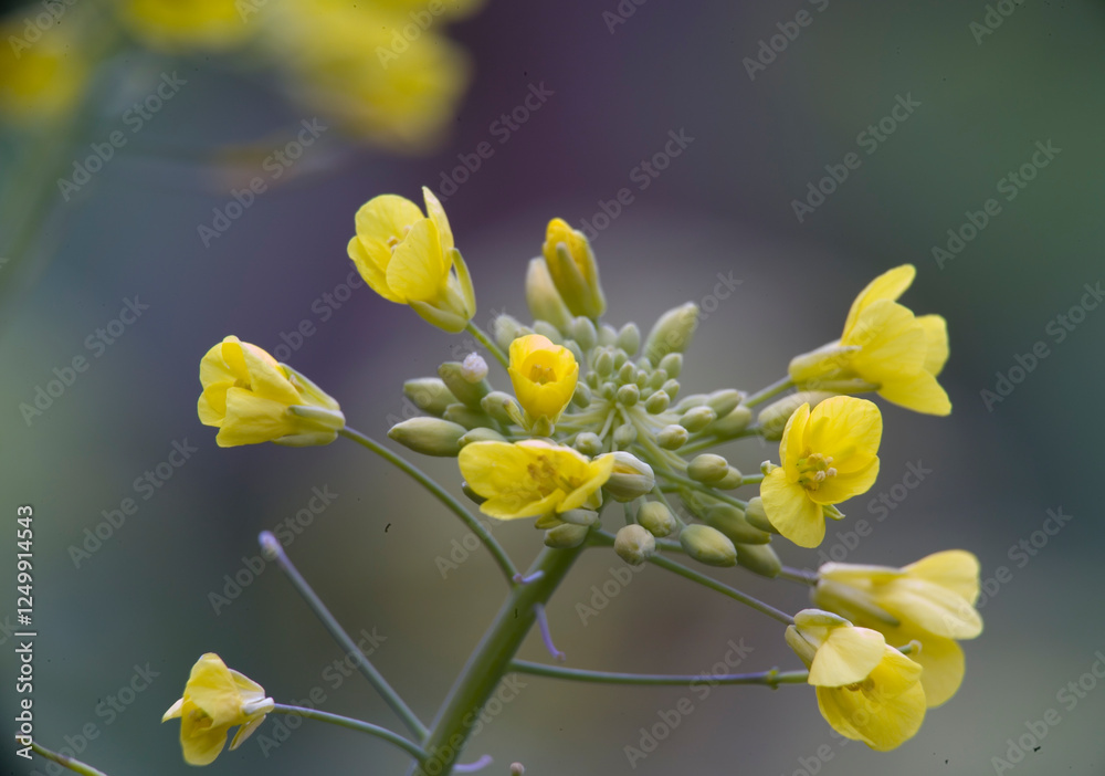 yellow flower on a green background, Rapeseed flowers in a field in yellow flower on a green background, Rapeseed flowers in a field in