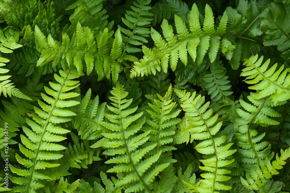 Obraz premium Lush green fern leaves background texture.