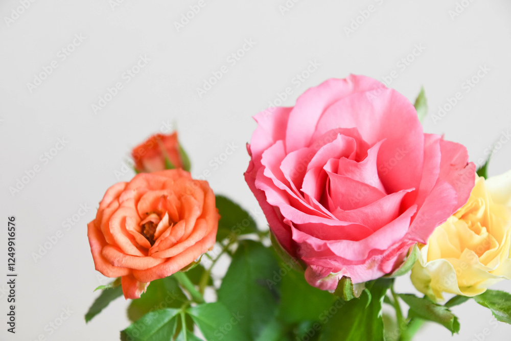 Obraz premium ピンクとオレンジのばら