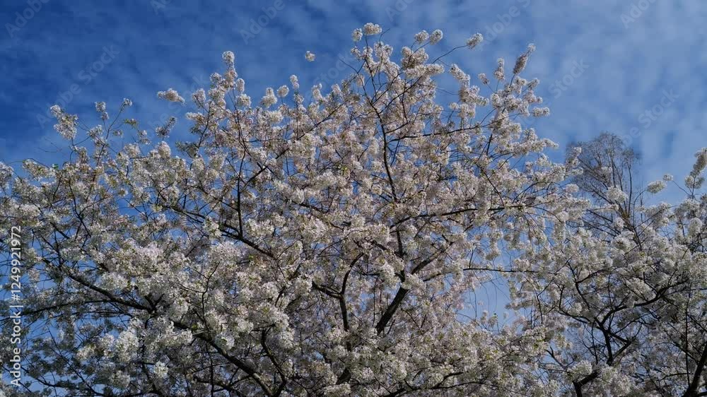 White blossom tree flowers from a pear tree in spring. White blossom trees, nature springtime. Abstract spring seasonal background with white flowers. Easter background with copy space. White blossom tree flowers from a pear tree in spring. White blossom trees, nature springtime. Abstract spring seasonal background with white flowers. Easter background with copy space.
