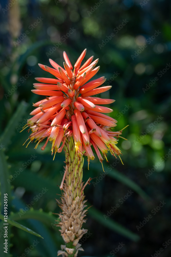 Aloe vera plantation, cultivation of aloe vera, healthy plant used for medicine, cosmetics, skin care, pink aloe blossom Aloe vera plantation, cultivation of aloe vera, healthy plant used for medicine, cosmetics, skin care, pink aloe blossom