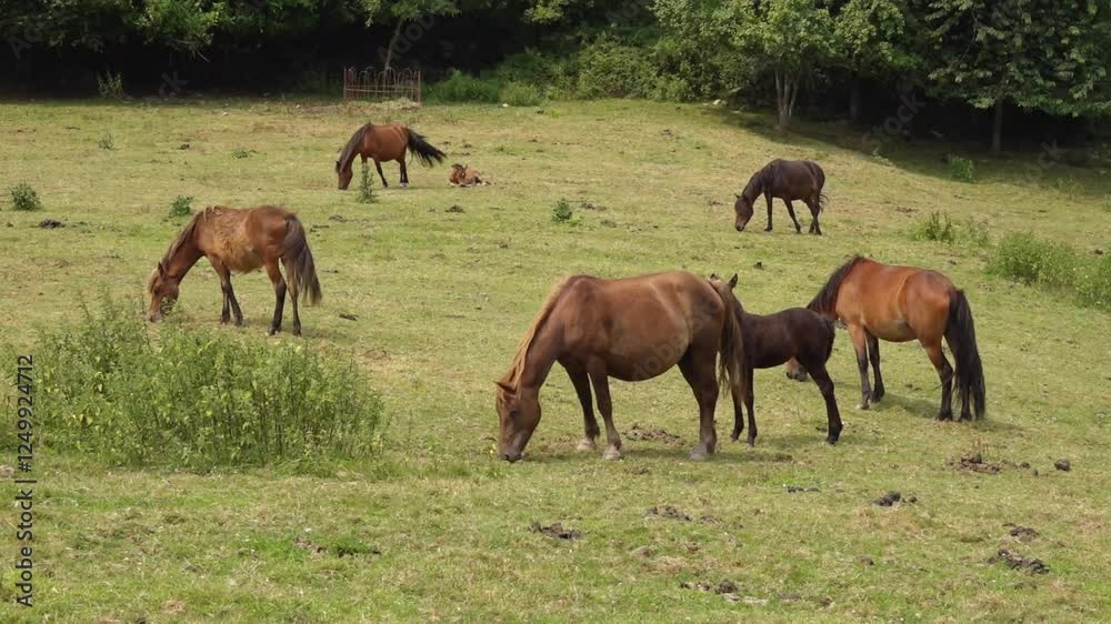 Galician mountain horses grazing in the meadow 187
Galician mountain horses grazing in the meadow 187