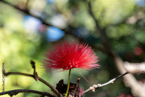 Blossom of red powderpuff exotic plant calliandra haematocephala from Bolivia close up photo