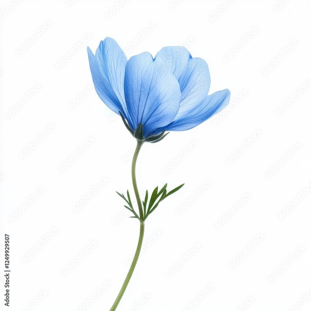 Naklejka premium Blue Flower Isolated on Pure White Background with Cutout Precision