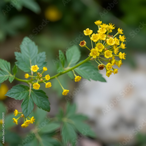 Yellow flowers of the medicinal plant barberry. Horizontal photo format. photo