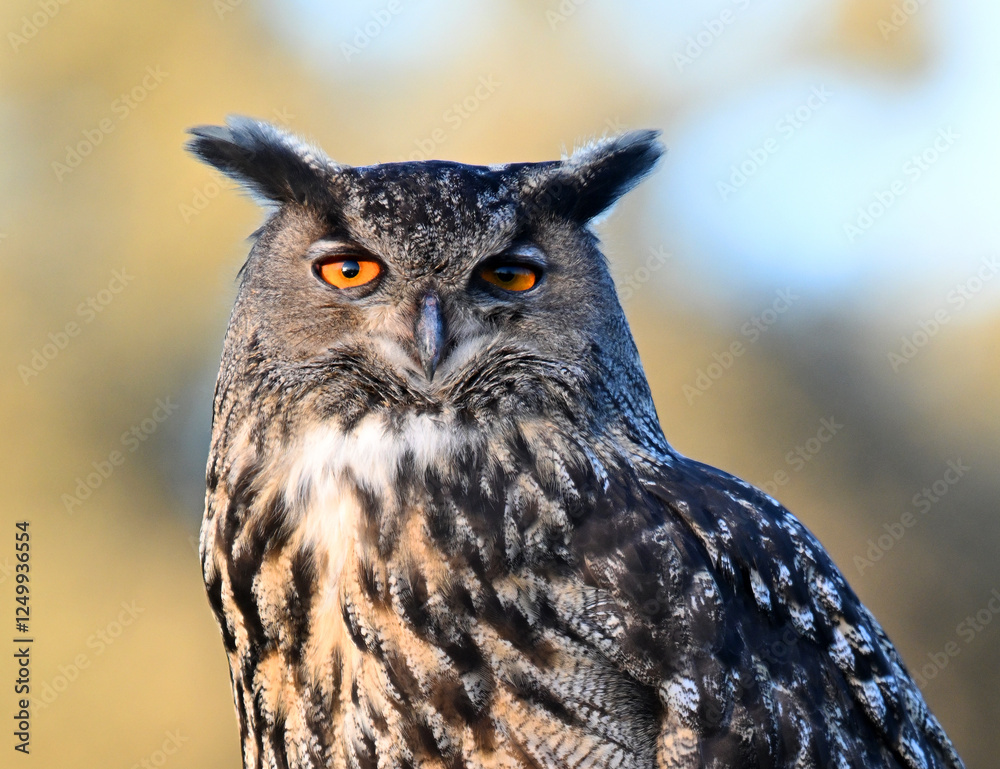A powerful eagle owl in the wild A powerful eagle owl in the wild