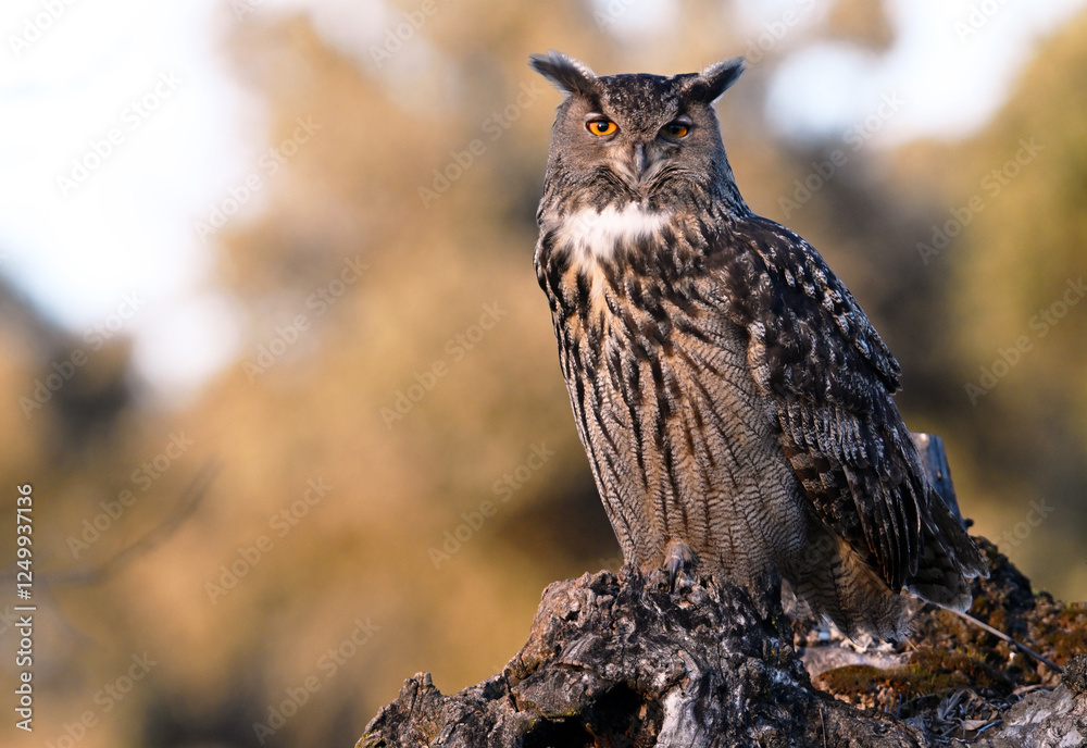 A powerful eagle owl in the wild A powerful eagle owl in the wild
