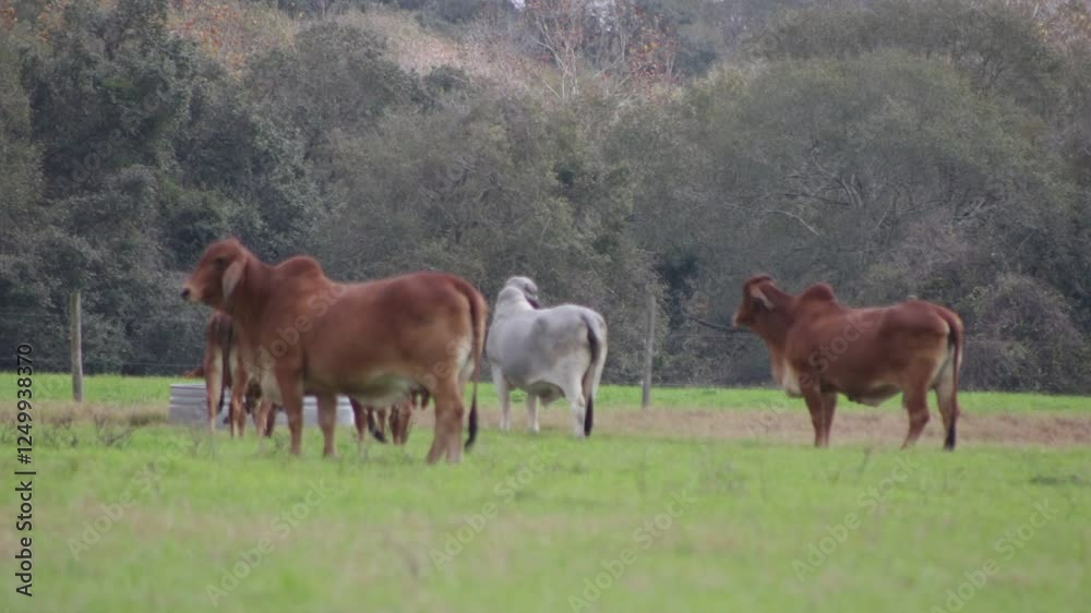 RED BRAHMAN IN LANDSCAPE NATURE FARM RED BRAHMAN IN LANDSCAPE NATURE FARM