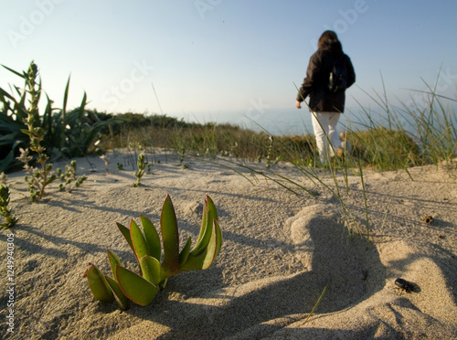 Dunes and dune vegetation in Platamona (Sassari, Sorso, Sardinia, Italy)