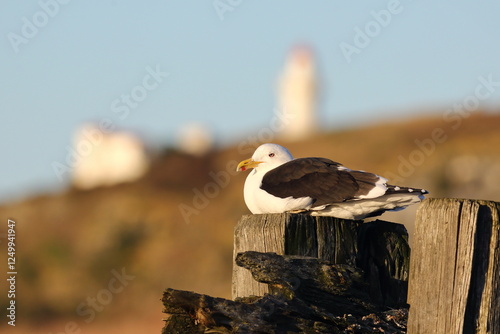 Close-up of a Kelp Gull (Larus dominicanus) Resting on a Wooden Post Against Blue Sky and Blurred Taiaroa Head Lighthouse, Aramoana, Dunedin, New Zealand. Also Known as Black-backed Gull, Native photo