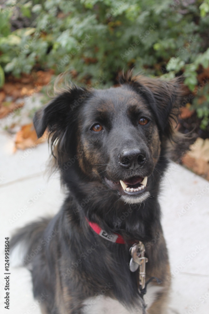 shepherd collie mix shepherd collie mix