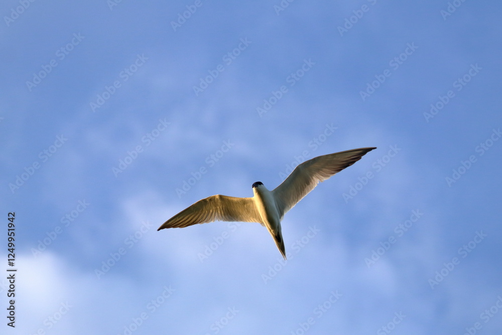 Fototapeta premium gull-billed tern
