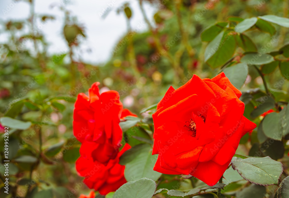 前橋バラ園 薔薇の花39 前橋バラ園 薔薇の花39