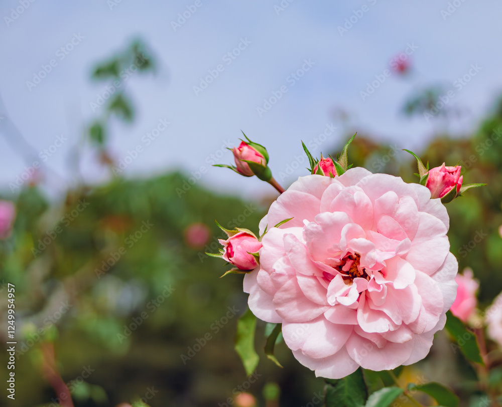 Obraz premium 前橋バラ園 薔薇の花109