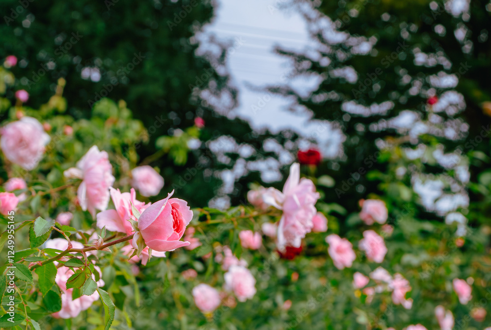 Fototapeta premium 前橋バラ園 薔薇の花99