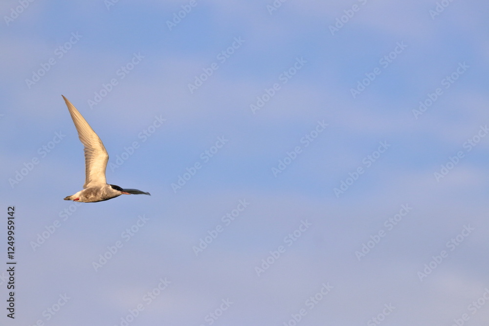 Fototapeta premium tern