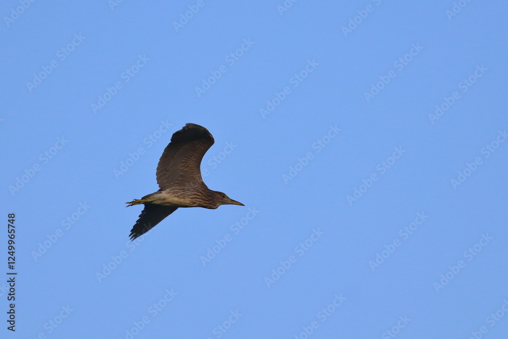 Obraz premium purple heron