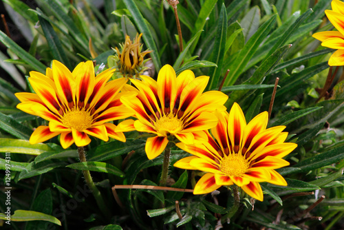 gazania flowers in the garden

