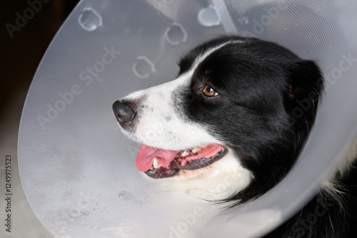 Border Collie dog wears after surgery cone collar to prevent from biting, licking, scratching. photo