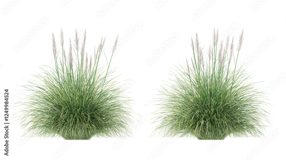 pampas grass isolated on transparant background. 3d rendering pampas grass isolated on transparant background. 3d rendering