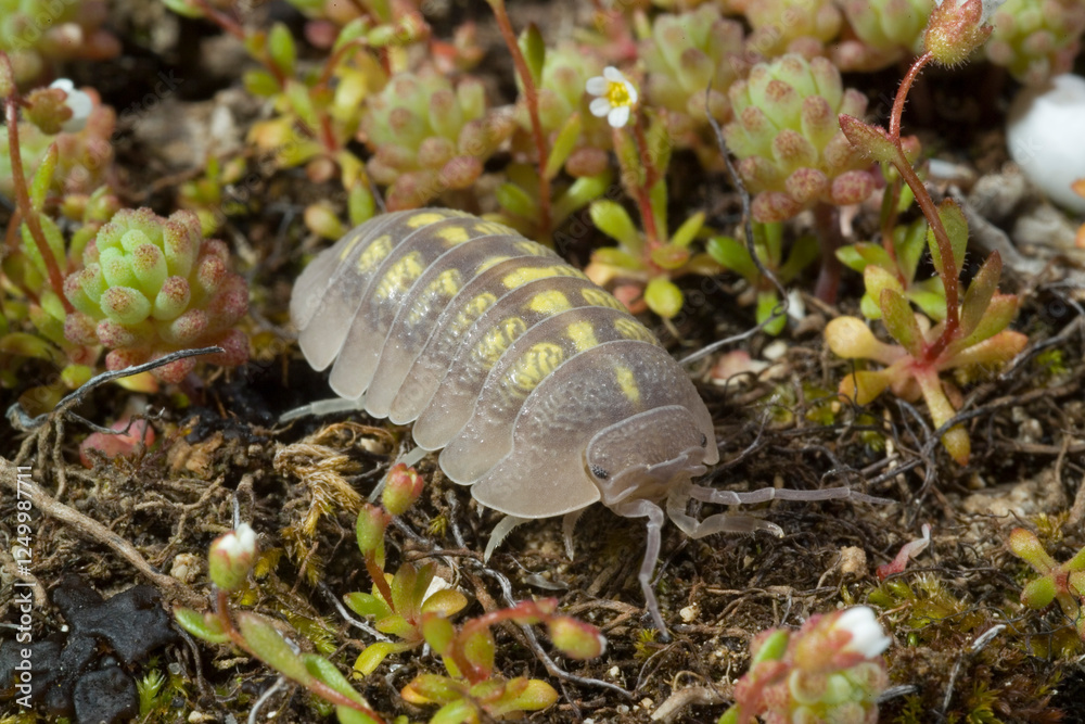 Common pill woodlouse (Armadillidium vulgare) resting on leaf in woodland- Roly poly Sardinia, Italy Common pill woodlouse (Armadillidium vulgare) resting on leaf in woodland- Roly poly Sardinia, Italy